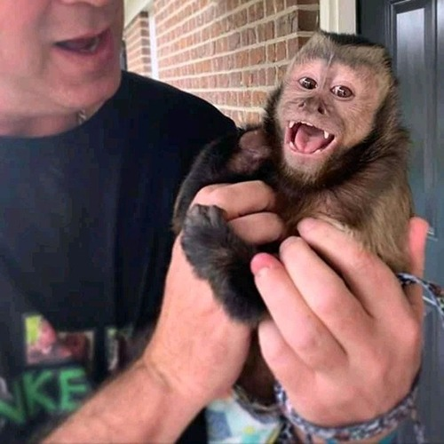 primatesathome