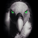 Green_Vulture